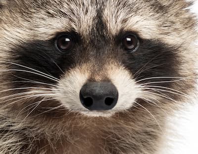 Raccoon Control photo