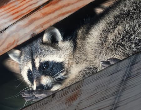 Pest Control Toronto photo