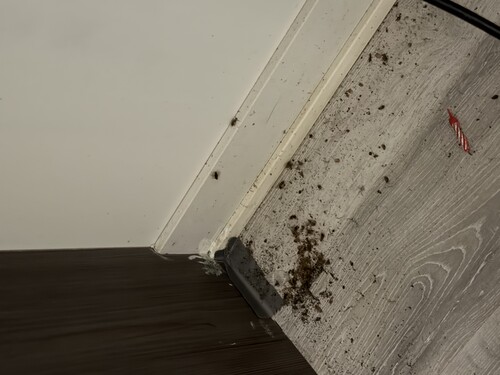 Guard More Pest Control photo 3